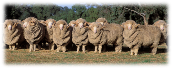 Ram flock Picture
