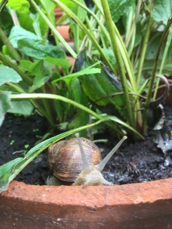 Snail in a pot